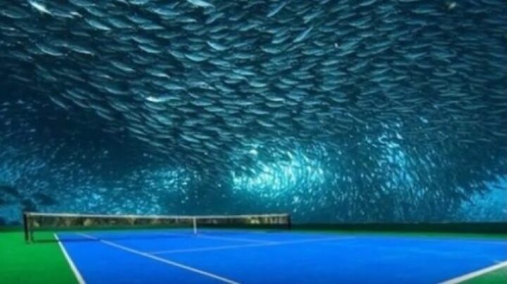 Tennis Trình 800 Là Gì? Giải Mã Hệ Thống NTRP Chuẩn Xác