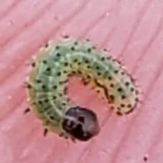 Các Tuổi Ấu Trùng Sâu Keo Mùa Thu Với Sự Thay Đổi Màu Sắc Và Hình Dạng, Đòi Hỏi Nông Dân Phải Liên Tục Đánh Giá Phaáp Là Kèo Trên Hay Dưới Trong Các Phương Pháp Kiểm Soát.