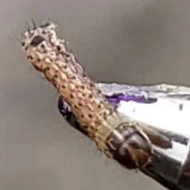 Ấu Trùng Sâu Keo Mùa Thu Ở Các Giai Đoạn Phát Triển Khác Nhau, Minh Họa Sự Đa Dạng Trong Hình Thái Của Loài Dịch Hại Này, Làm Nảy Sinh Câu Hỏi Về Việc Phaáp Là Kèo Trên Hay Dưới Trong Các Chiến Lược Phòng Chống.