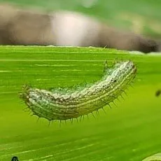 Những Biến Thể Màu Sắc Của Ấu Trùng Sâu Keo Mùa Thu, Từ Xanh Lục Đến Nâu, Là Thử Thách Cho Việc Nhận Diện Sớm Và Phản Ứng Kịp Thời, Liệu Nông Dân Có Giữ Được Vị Thế Kèo Trên Hay Không.