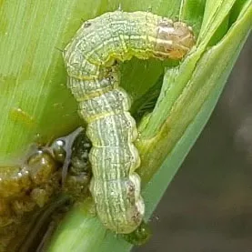 Dạng Thức Phát Triển Của Ấu Trùng Sâu Keo Mùa Thu Qua Các Tuổi, Cho Thấy Sự Thay Đổi Cần Quan Sát Kỹ Lưỡng Để Đưa Ra Quyết Định Phòng Trừ Chính Xác, Giúp Quyết Định Xem Phaáp Là Kèo Trên Hay Dưới.