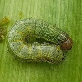 Ấu Trùng Sâu Keo Mùa Thu Với Đặc Điểm Hình Thái Riêng Biệt Của Từng Tuổi, Khẳng Định Tầm Quan Trọng Của Việc Hiểu Rõ Kẻ Thù Để Nông Dân Có Thể Vươn Lên Vị Thế Kèo Trên Trong Cuộc Chiến.