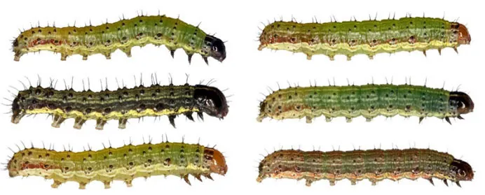 Ấu Trùng Sâu Keo Mùa Thu Khi Quan Sát Ngang, Tiết Lộ Các Đường Kẻ Đặc Trưng Trên Cơ Thể, Giúp Nông Dân Quyết Định Chiến Lược Phòng Chống Hữu Hiệu, Đảm Bảo Họ Không Ở Vị Thế Kèo Dưới.