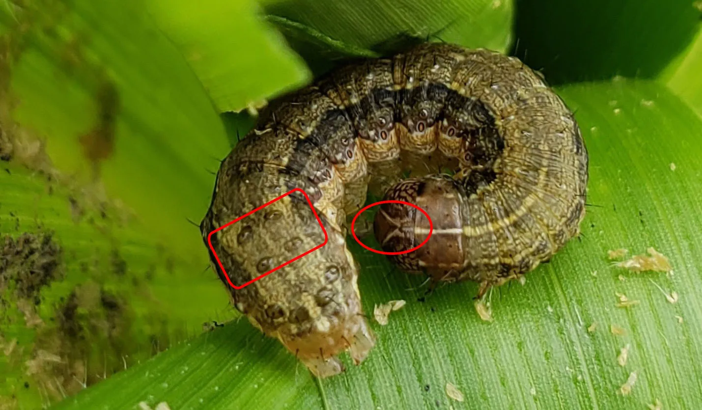 Vân Hình Chữ “Y” Ngược Và Bốn Chấm Xếp Hình Vuông Là Đặc Điểm Phân Biệt Của Ấu Trùng Sâu Keo Mùa Thu, Cung Cấp Thông Tin Quan Trọng Để Đánh Giá Liệu Phaáp Là Kèo Trên Hay Dưới Trong Nông Nghiệp.