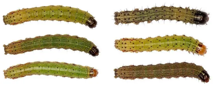 Hình Ảnh Ấu Trùng Sâu Keo Mùa Thu Chụp Từ Trên Xuống, Cho Thấy Các Đặc Điểm Nhận Dạng Quan Trọng Để Nông Dân Đánh Giá Liệu Phaáp Là Kèo Trên Hay Dưới Trong Cuộc Chiến Này.