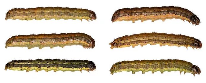 Quan Sát Ấu Trùng Sâu Keo Mùa Thu Tuổi 6 Chụp Ngang, Phát Hiện Đặc Điểm Vằn Vện Giúp Phân Biệt, Giúp Nông Dân Củng Cố Vị Thế Kèo Trên Trong Cuộc Chiến Phòng Trừ.