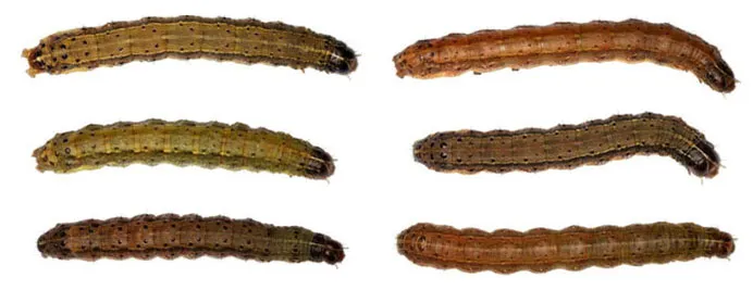 Ấu Trùng Sâu Keo Mùa Thu Tuổi 6 Từ Góc Nhìn Trên Xuống, Minh Họa Giai Đoạn Gây Hại Nghiêm Trọng Nhất, Khiến Câu Hỏi Về Việc Phaáp Là Kèo Trên Hay Dưới Trở Nên Cấp Bách.