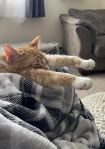 Cách Trọng Tài Xử Lý Lỗi Chắn Lưới Trong Bóng Chuyền Chuẩn Xác Nhất