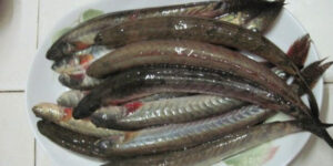 Kèo Tiếng Anh Là Gì? Giải Mã Từ Vựng Về Thỏa Thuận