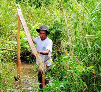 Tìm hiểu kèo là sao: Hình ảnh một nhánh tràm được chuẩn bị làm 'kèo' trong nghề gác ong truyền thống, gợi mở về sự đa dạng của thuật ngữ này.