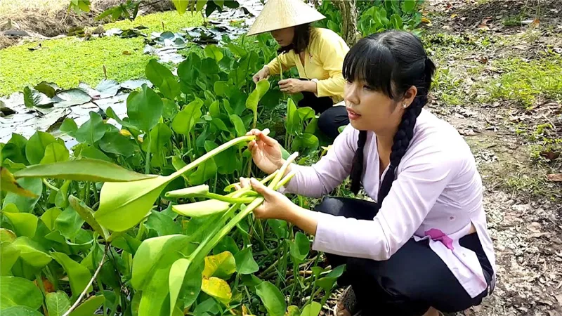 Kèo nèo có rất nhiều công dụng trong việc nấu ăn và chữa bệnh.