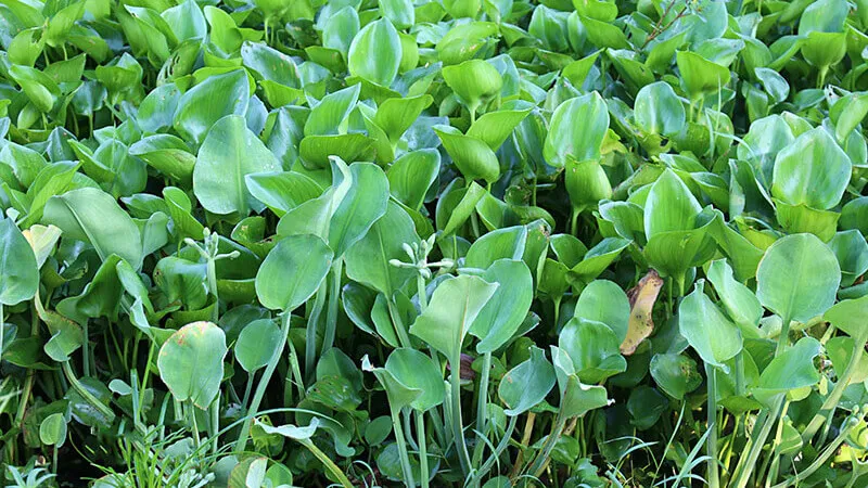 Kèo nèo (cù nèo) là cây gì và những ứng dụng tuyệt vời của nó trong ẩm thực, y học