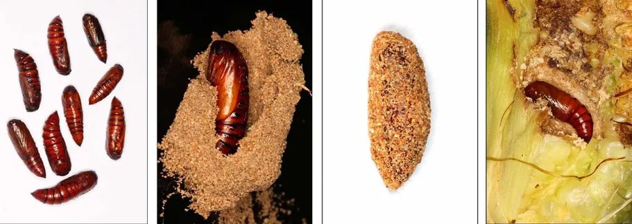 Nhộng Sâu Keo Mùa Thu Trong Kén Đất, Biểu Tượng Của Giai Đoạn Chuyển Hóa, Nơi Chúng An Toàn Trước Các Biện Pháp Can Thiệp Từ Bên Ngoài, Liệu Có Phải Là Lợi Thế Kèo Trên Của Chúng?