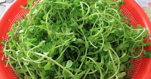 Kèo 1 4 Lựa Là Sao? Giải Mã Tỷ Lệ Chấp Phổ Biến Nhất Bóng Đá Kèo 1 4 Lựa Là Sao? Giải Mã Tỷ Lệ Chấp Phổ Biến Nhất Bóng Đá