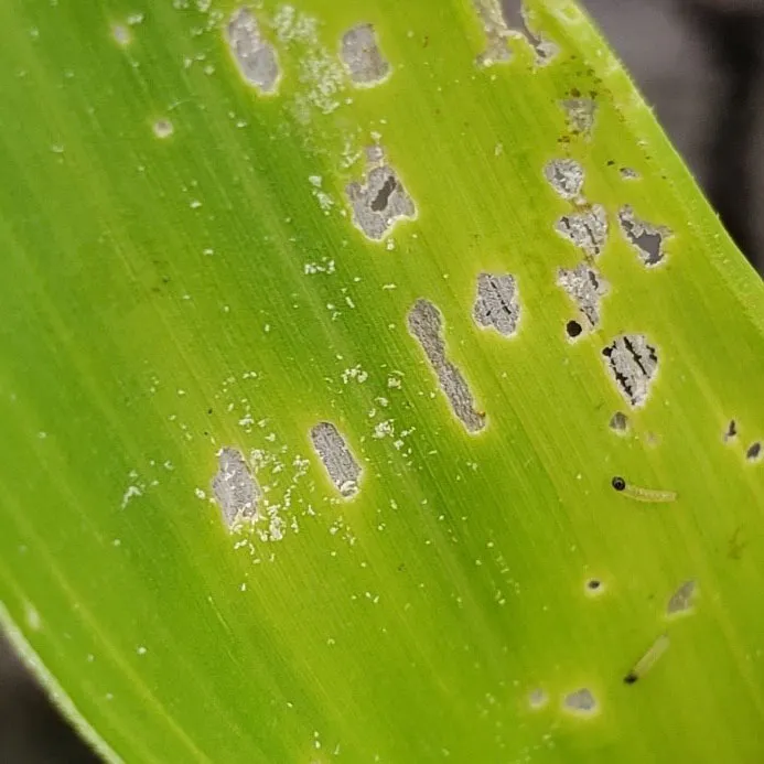 Sâu Keo Mùa Thu Mới Nở Cạp Mô Lá, Gây Hại Ban Đầu Không Dễ Nhận Biết, Cho Thấy Sự Khó Khăn Của Việc Đánh Giá Phaáp Là Kèo Trên Hay Dưới Ngay Từ Đầu Cuộc Chiến.