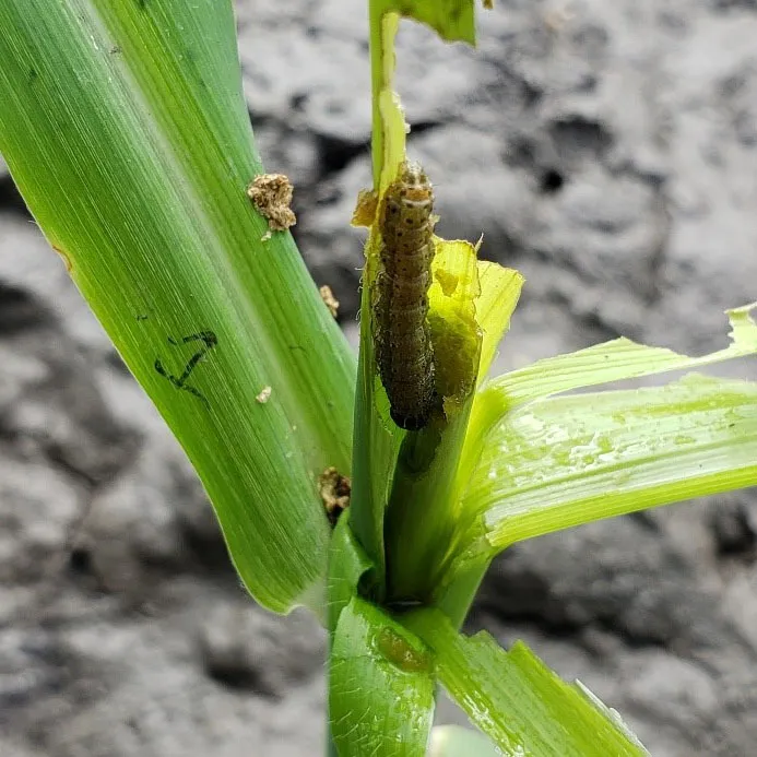 Sâu Tuổi Lớn Chui Vào Ngọn Cây Bắp Ăn Phá Bên Trong, Gây Thiệt Hại Nghiêm Trọng, Khiến Nông Dân Cảm Thấy Ở Vị Thế Kèo Dưới Trước Loài Dịch Hại Này.