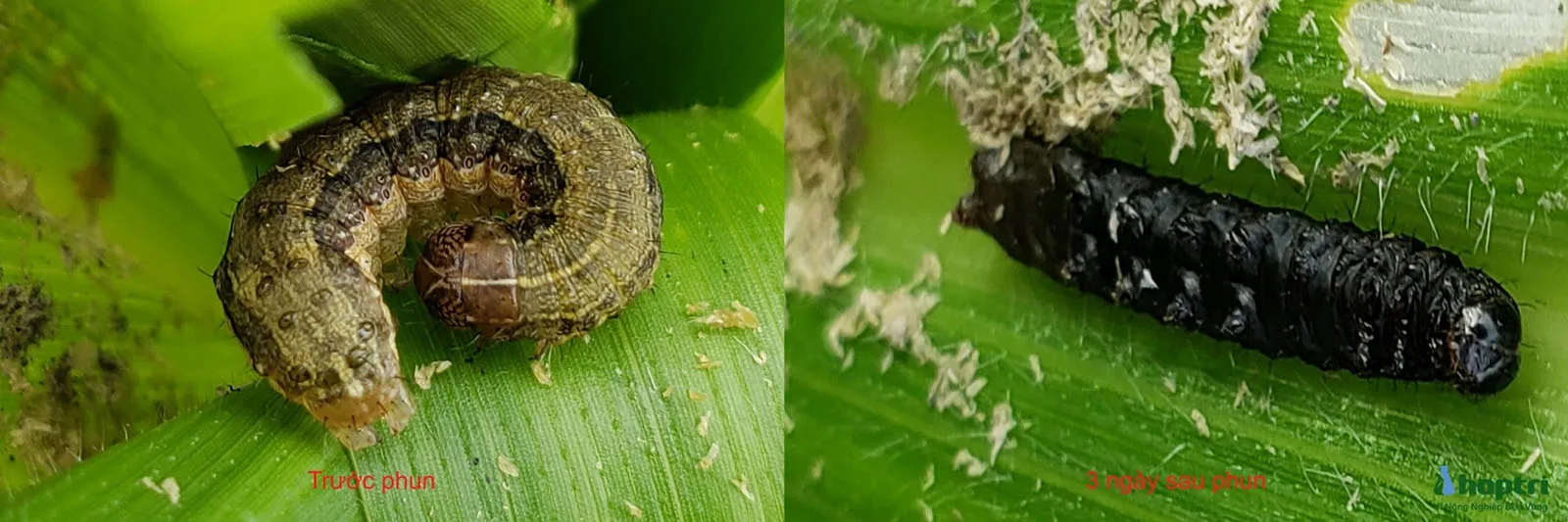 Sâu Keo Mùa Thu Trước Và Ba Ngày Sau Khi Phun Actimax 50WG, Cho Thấy Kết Quả Khả Quan Trong Việc Kiểm Soát Dịch Hại, Giúp Nông Dân Củng Cố Vị Thế Kèo Trên.