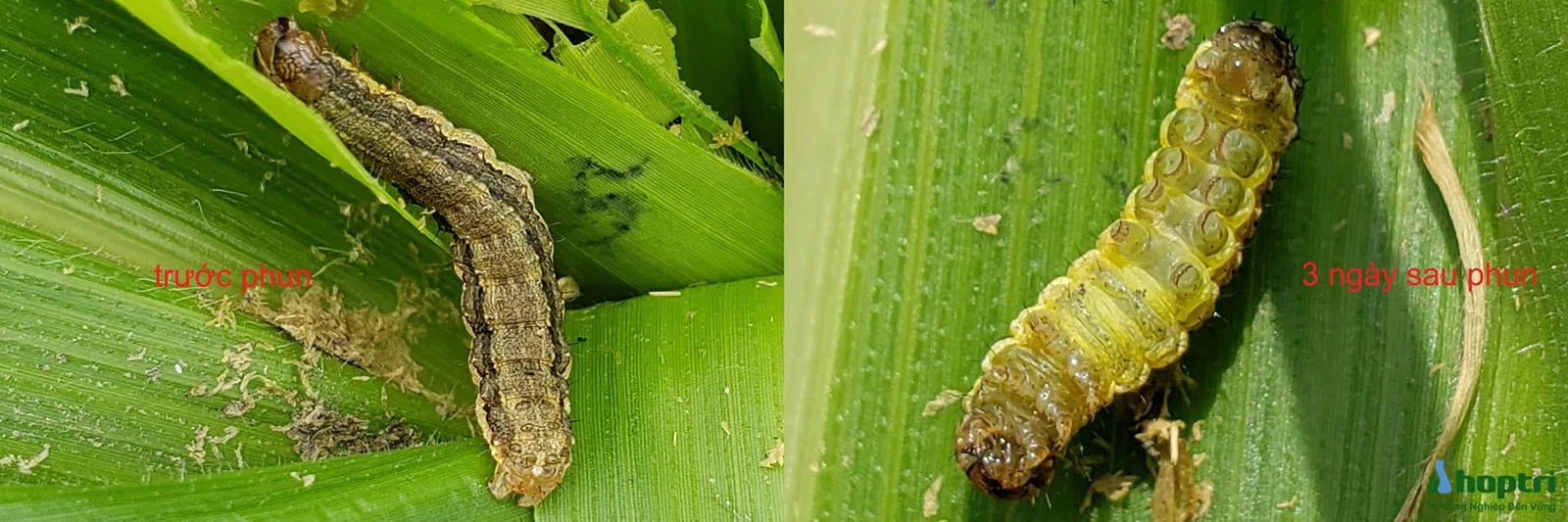 Sâu Keo Mùa Thu Lúc Trước Phun Và Ba Ngày Sau Khi Phun Carbosan 25EC, Minh Họa Hiệu Quả Rõ Rệt Của Thuốc Bảo Vệ Thực Vật, Giúp Nông Dân Giành Lại Vị Thế Kèo Trên.