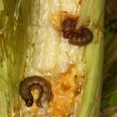 Sâu Tuổi Lớn Tấn Công Vào Trái Và Ăn Hạt Bắp, Gây Tổn Thất Nặng Nề Về Năng Suất, Một Minh Chứng Rõ Ràng Cho Thấy Sự Thách Thức Khiến Câu Hỏi Về Phaáp Là Kèo Trên Hay Dưới Trở Nên Quan Trọng.