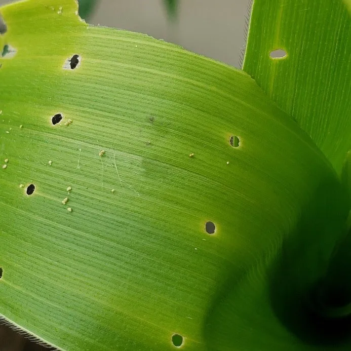 Sâu Tấn Công Giai Đoạn Lá Non, Tạo Ra Hàng Lỗ Trên Lá Khi Lá Phát Triển, Biểu Thị Rõ Ràng Mức Độ Phá Hoại Đang Tăng Lên, Liệu Nông Dân Có Đang Ở Vị Thế Kèo Trên?