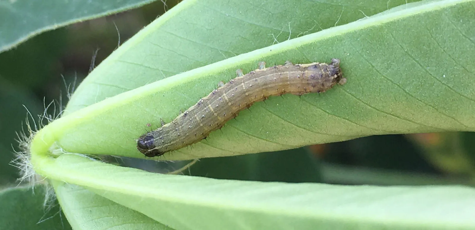 Sâu Keo Mùa Thu Gây Hại Trên Cây Đậu Phộng, Một Ví Dụ Khác Về Sự Đa Dạng Cây Trồng Bị Ảnh Hưởng, Khiến Nông Dân Cần Chiến Lược Toàn Diện Để Không Bị Kèo Dưới.