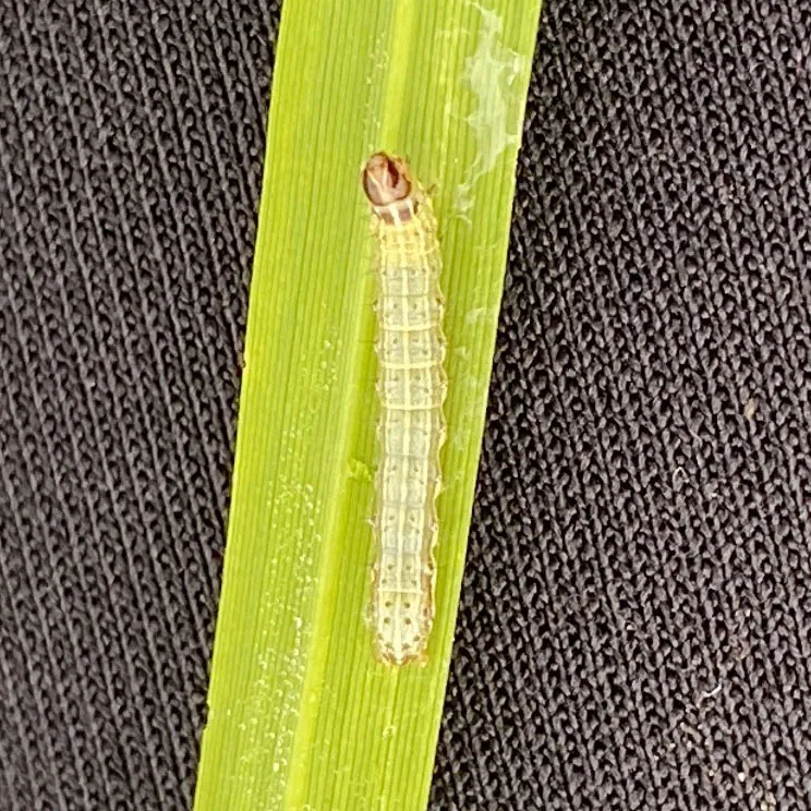 Sâu Keo Mùa Thu Gây Hại Trên Ruộng Lúa, Minh Họa Sự Đa Dạng Cây Kí Chủ, Khiến Việc Xác Định Nếu Phaáp Là Kèo Trên Hay Dưới Trong Trận Chiến Với Chúng Trở Nên Phức Tạp.