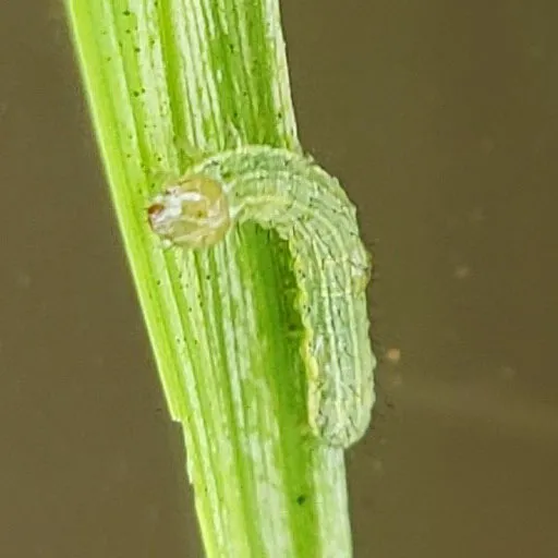 Cây Lúa Bị Sâu Keo Mùa Thu Tấn Công Tại Tiền Giang, Cho Thấy Phạm Vi Gây Hại Rộng Lớn, Đặt Ra Thách Thức Lớn Cho Nông Dân Để Giành Lại Vị Thế Kèo Trên.