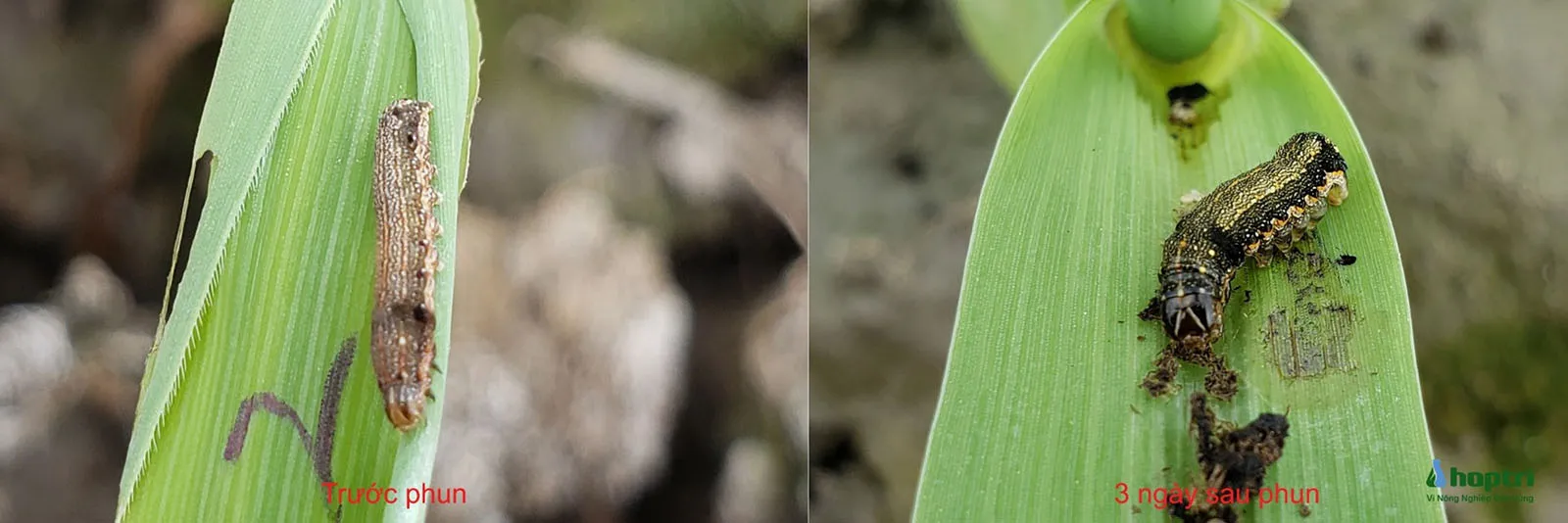 Hiệu Quả Của Carbosan 25EC Trên Sâu Khoang Lúc Trước Phun Và Ba Ngày Sau, Chứng Tỏ Khả Năng Diệt Trừ Đa Năng Của Sản Phẩm, Đảm Bảo Nông Dân Không Ở Vị Thế Kèo Dưới.