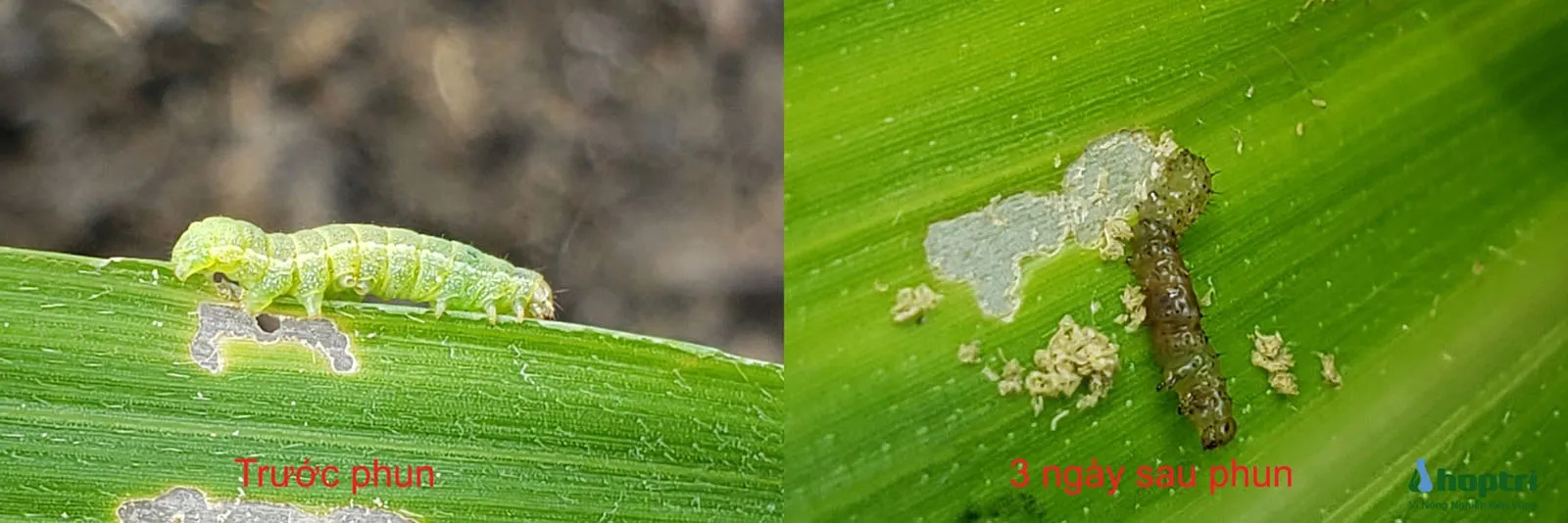 Hiệu Quả Của Actimax 50WG Trên Sâu Xanh Da Láng Lúc Trước Phun Và Ba Ngày Sau, Xác Nhận Khả Năng Bảo Vệ Mùa Màng Tối Ưu, Ngăn Chặn Tình Trạng Kèo Dưới Trong Nông Nghiệp.