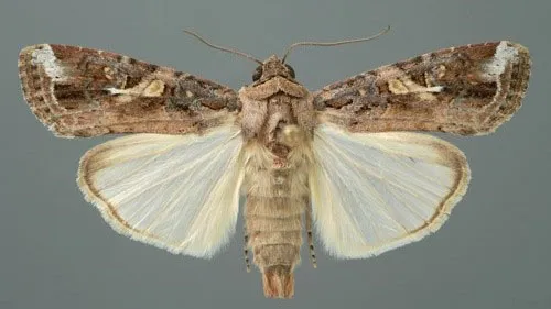 Hình Ảnh Thành Trùng Sâu Keo Mùa Thu (Spodoptera frugiperda), Cung Cấp Một Chuẩn Mực Để So Sánh Và Nhận Diện Chính Xác, Từ Đó Đưa Ra Chiến Lược Để Nông Dân Luôn Ở Kèo Trên.