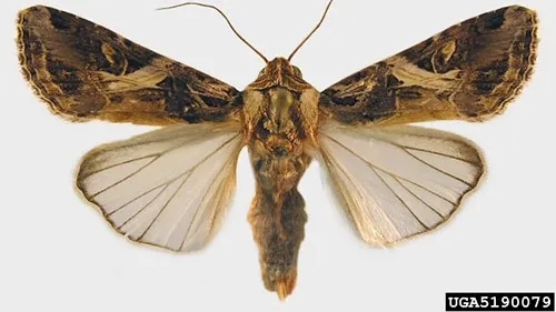 Thành Trùng Sâu Khoang (Spodoptera litura), Cần Phân Biệt Rõ Với Sâu Keo Mùa Thu Để Áp Dụng Biện Pháp Kiểm Soát Đúng Đắn, Quyết Định Nông Dân Có Giữ Vị Thế Kèo Trên Hay Không.