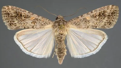 Thành Trùng Sâu Xanh Da Láng (Spodoptera exigua), Một Loại Sâu Hại Phổ Biến Khác Có Thể Bị Nhầm Lẫn Với Sâu Keo Mùa Thu, Ảnh Hưởng Đến Việc Quyết Định Xem Phaáp Là Kèo Trên Hay Dưới Trong Biện Pháp Phòng Trừ.