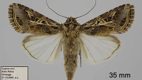 Thành Trùng Spodoptera littoralis, Một Loài Tương Tự Sâu Keo Mùa Thu, Đòi Hỏi Khả Năng Quan Sát Tỉ Mỉ Để Tránh Nhầm Lẫn, Bởi Nếu Sai Lầm, Nông Dân Dễ Dàng Rơi Vào Vị Thế Kèo Dưới.