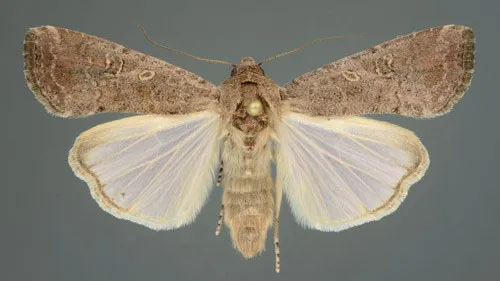 Thành Trùng Cái Sâu Keo Mùa Thu Với Màu Sắc Và Hoa Văn Khác Biệt, Cho Thấy Sự Đa Dạng Giữa Hai Giới Tính, Thông Tin Cần Thiết Để Lên Kế Hoạch Kiểm Soát Toàn Diện, Giúp Chuyển Từ Thế Kèo Dưới Lên Kèo Trên.