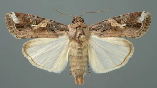 Thành Trùng Đực Sâu Keo Mùa Thu Với Các Đặc Điểm Màu Sắc Nổi Bật Trên Cánh, Cung Cấp Thông Tin Quan Trọng Cho Việc Nhận Diện, Giúp Nông Dân Xác Định Liệu Phaáp Là Kèo Trên Hay Dưới Trong Nỗ Lực Kiểm Soát Dịch Hại.