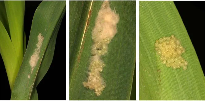 Trứng Sâu Keo Mùa Thu, Giai Đoạn Đầu Của Hiểm Họa Nông Nghiệp, Cho Thấy Nông Dân Cần Quyết Định Liệu Phaáp Là Kèo Trên Hay Dưới Trong Cuộc Chiến Này.